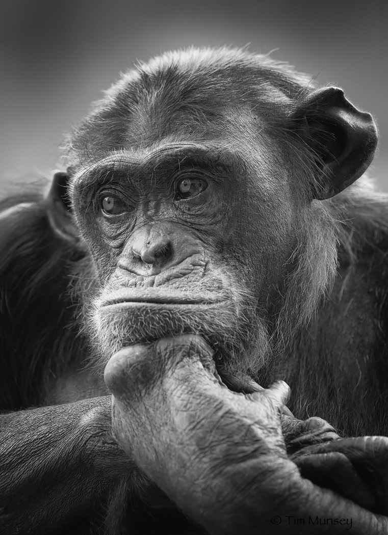 Moody Monkey BW